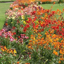 WallFlower Ravenelle Erysimum Seeds for a bright addition to the Flower Bed & Urban Garden