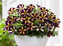 Petunia Calibrachoa Hybrida Yellow Seeds for growers filling out the Hanging Sunny Garden Spots