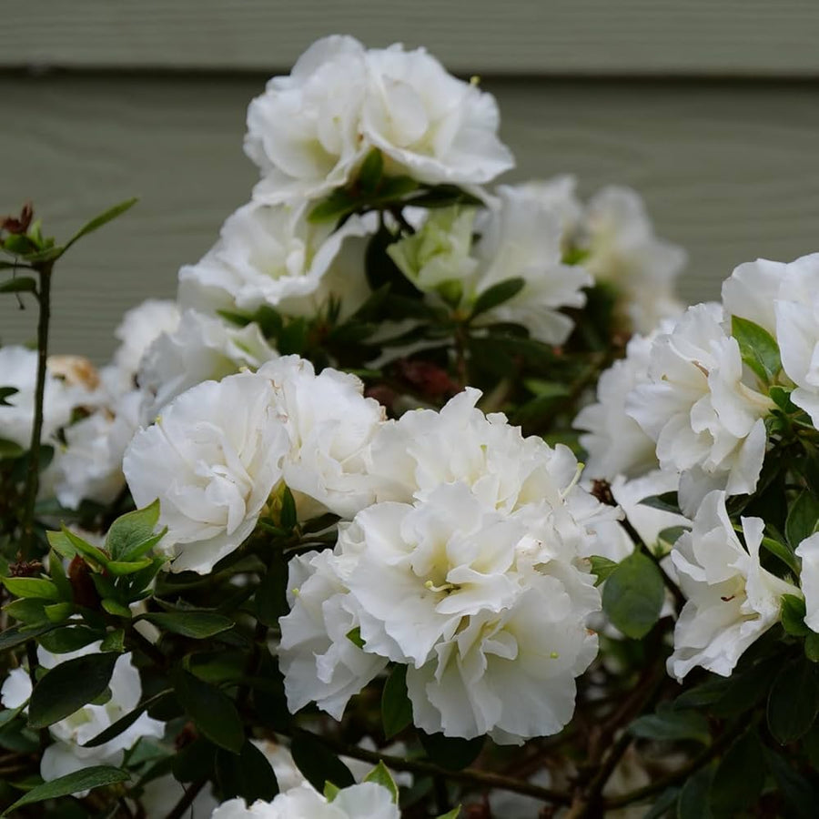 Azalea ��������� Rhododendron spp. ��������� for indoor home garden planting