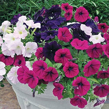 Petunia Petunia Hybrida flower seeds for planting in home garden hanging baskets and vertical containers - for planting in home garden