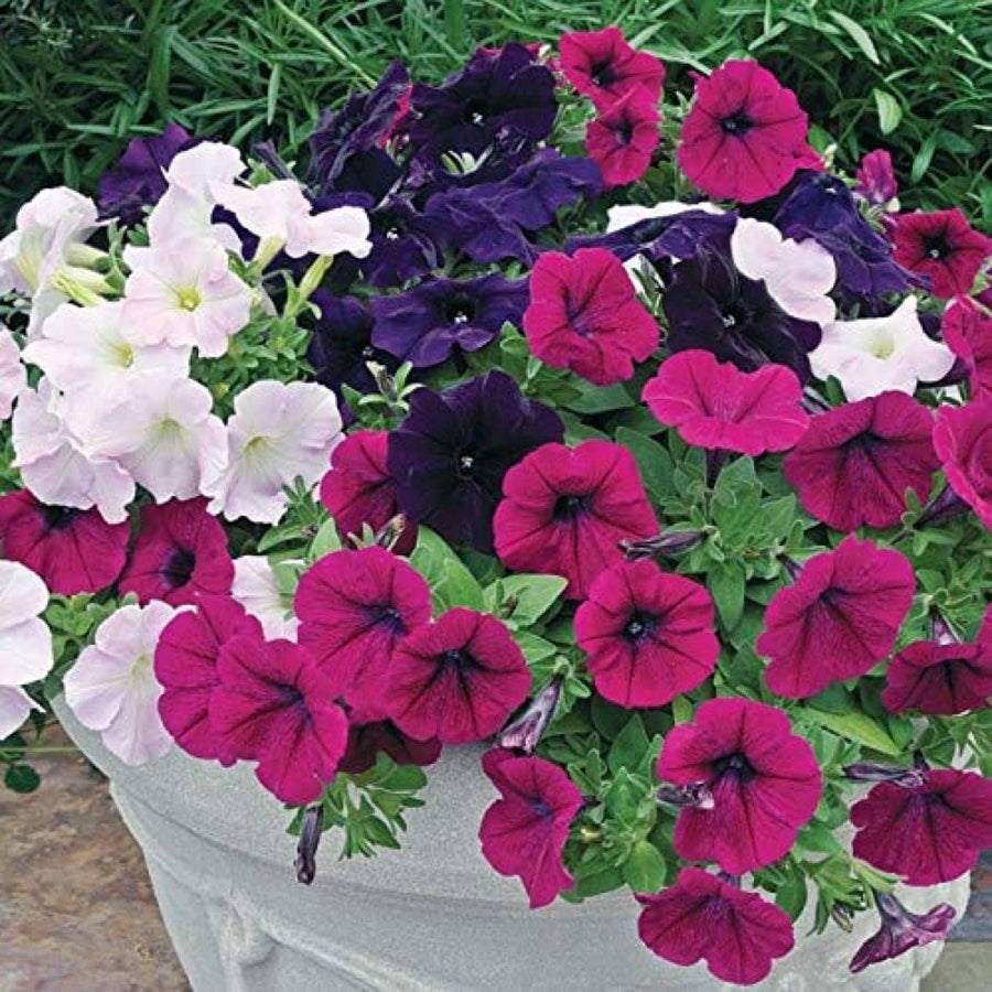 Petunia Petunia Hybrida flower seeds for planting in home garden hanging baskets and vertical containers - for planting in home garden