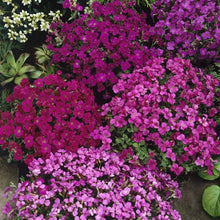 Rock Cress Aubrieta Cascade Purple Flower Plant Seeds for gardeners building out beds and borders