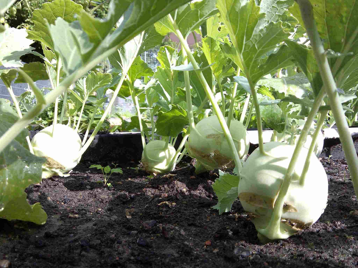 Hybrid Knol F Hybrid Vegetable Seeds