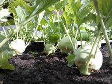 Hybrid Knol F Hybrid Vegetable Seeds