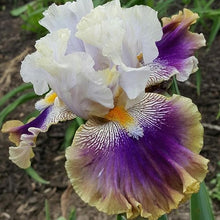 Gladiolus Perennial Rare Iris Mixed Seeds for growers seeking a long-blooming display