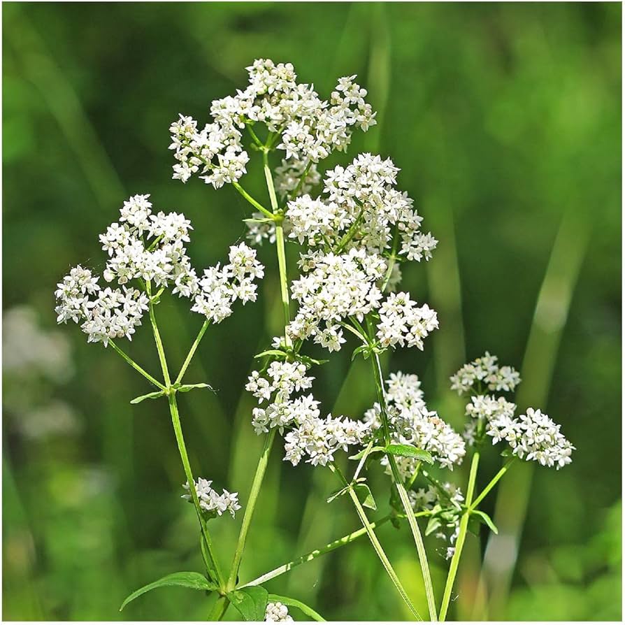 Northern Bedstraw Wildflower Seeds â€“ Hardy Groundcover for Natural Gardens