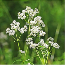 Northern Bedstraw Wildflower Seeds â€“ Hardy Groundcover for Natural Gardens