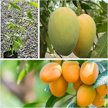 Mango Mangifera indica for planting in tropical garden