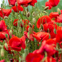 Poppy Seeds (Papaver somniferum) for colorful blooms in the Flower Bed & Garden