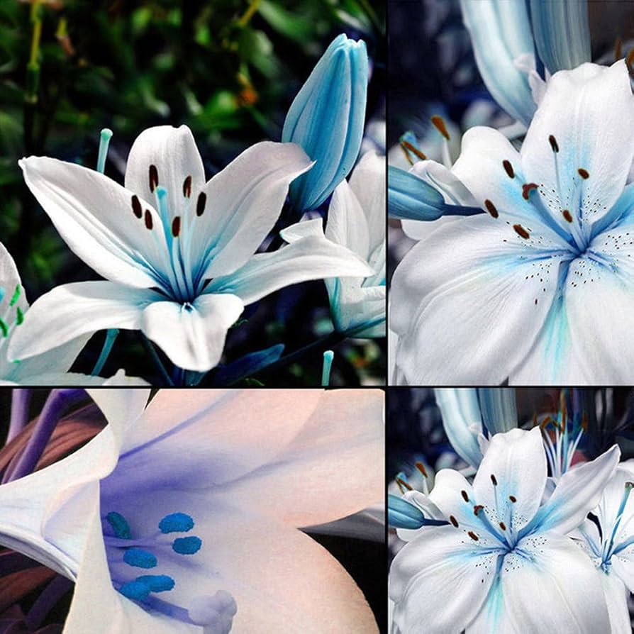 Lily Nymphaea Caerulea Blue Heart Flower Seeds for Planting – Perfect for Water Gardens and Backyard Ponds