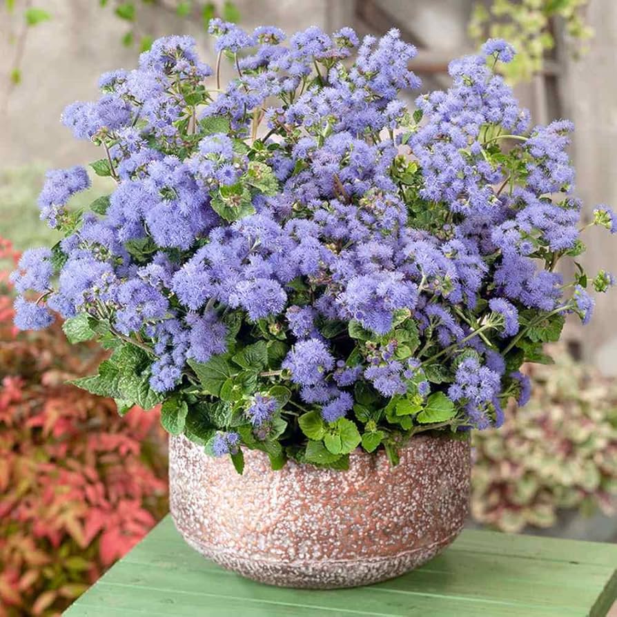 Ageratum Ageratum Mexicanum Blue Flower Seeds for Planting – Compact Blooms for Borders, Beds, and Pollinator Gardens