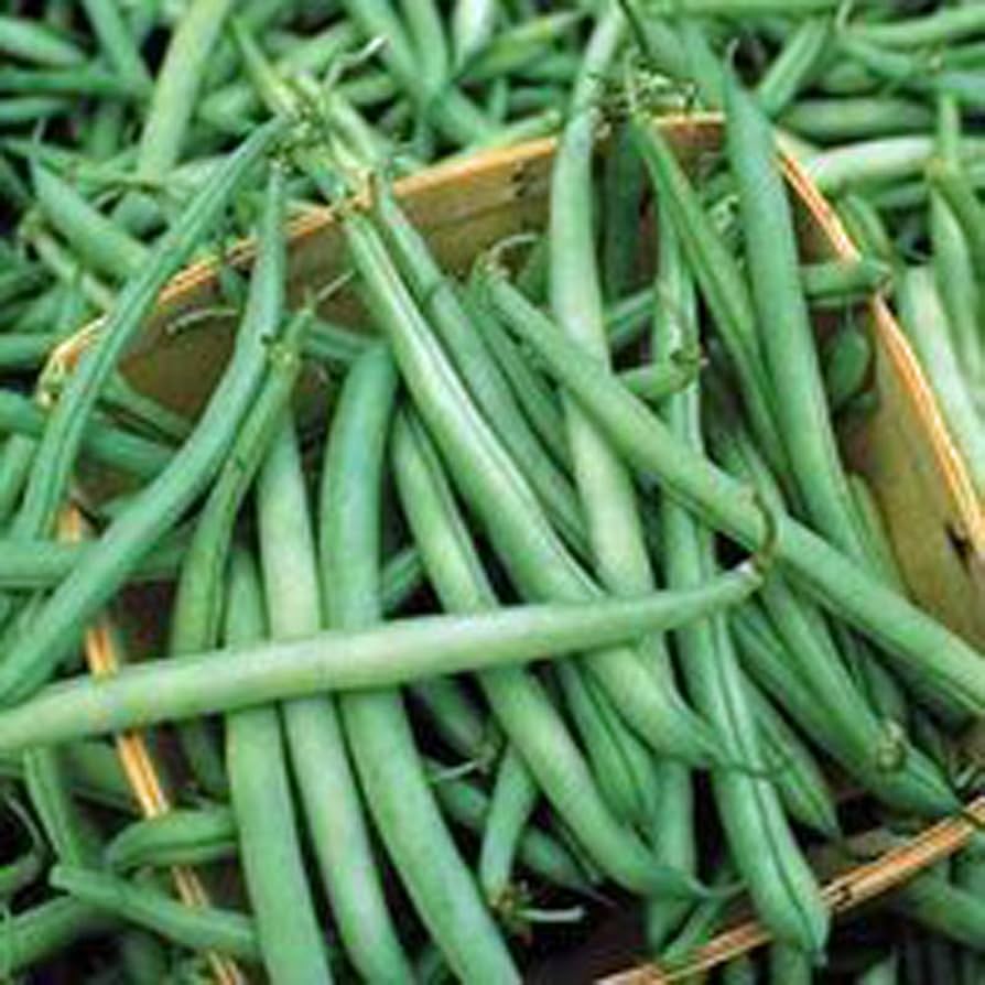 Commodore Bush Bean (Phaseolus vulgaris) for planting in home vegetable garden