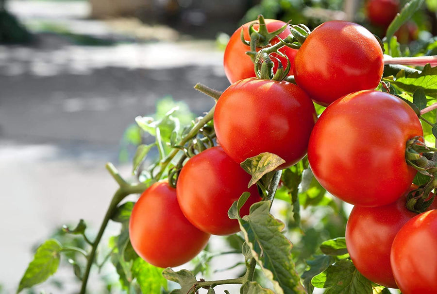 Heirloom Marglobe Tomato Seeds