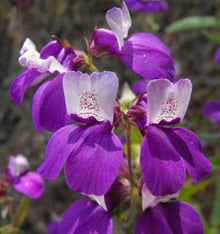 Collinsia Seeds (Collinsia heterophylla) for a bright addition to the Cottage Garden or Flower Bed