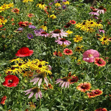 Besseya Wyomingensis Seeds for gardeners building out beds and borders