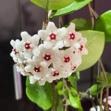 Hoya Carnosa Seeds for reliable seasonal color