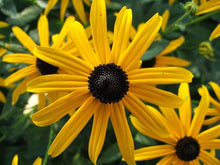 Rudbeckia Hirta Herbst Wildflower Seeds grown for late Season Color