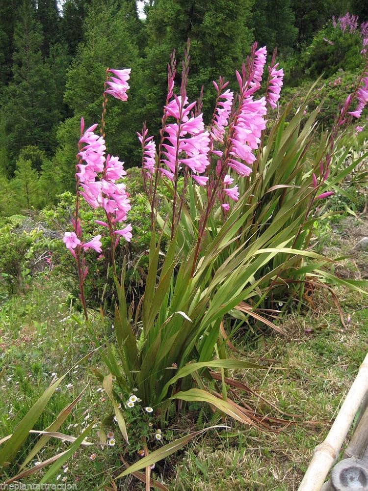Watsonia Borbonica (Watsonia borbonica) for planting in flower bed