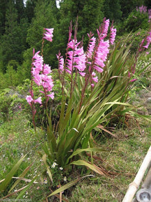 Watsonia Borbonica (Watsonia borbonica) for planting in flower bed