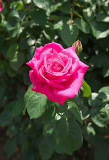 Rose Seeds for seasonal color across the Rosa petals romantic garden flower bed