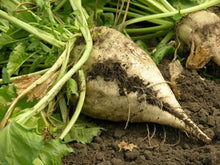 White Sugar Beet Seeds known for sweetener or Feed