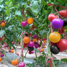 Regenbogen Mix Heirloom Carrot Seeds for growers stocking a kitchen garden