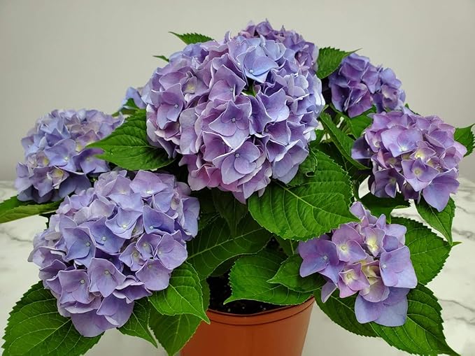 Hydrangea Hydrangea macrophylla flower seeds for planting in home garden or shaded borders - for planting in home garden