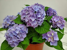Hydrangea Hydrangea macrophylla flower seeds for planting in home garden or shaded borders - for planting in home garden