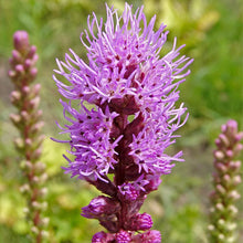 Blazing Star Shrub Seeds valued for beautiful Purple Flower Spikes