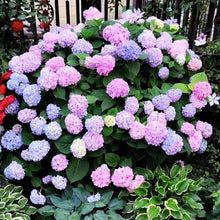 Hydrangea Seeds (Hydrangea spp.) for vertical growth across the Flower Bed & Home Garden