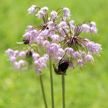 Allium Cernuum Nodding Onion Seeds (Allium cernuum) for a reliable harvest in the Flower Bed