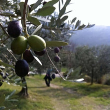 European Olive Olea Europaea Seeds for sweet homegrown fruit in the Bonsai Garden