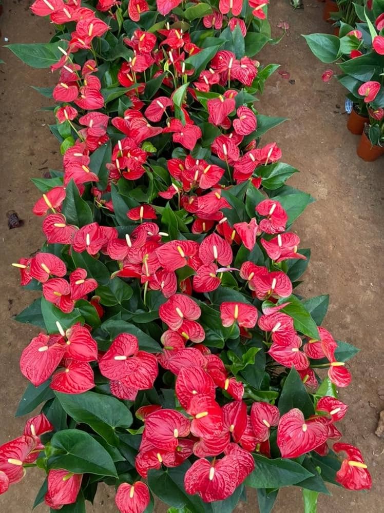 Anthurium Anthurium Andraeanum Japan Mix Flower Seeds for Planting – Suitable for Indoor Pots and Decorative Gardening