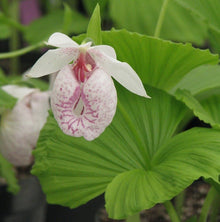 Japanese-Style Cypripedium Slipper Orchid Seeds for colorful blooms in the Balcony