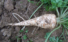 Hamburg Root Parsley Seeds valued for dual-Use