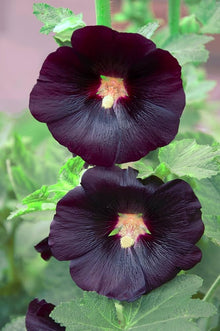 Hollyhock Seeds (Alcea rosea) for a lasting display in the urban garden home garden