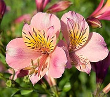 Peruvian Lily Alstroemeria White Mixed Flower - for planting in home garden