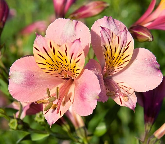 Peruvian Lily for planting