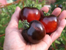 Heirloom Black Cherry Tomato Seeds known for productive Sweet-Tasting Tomatoes