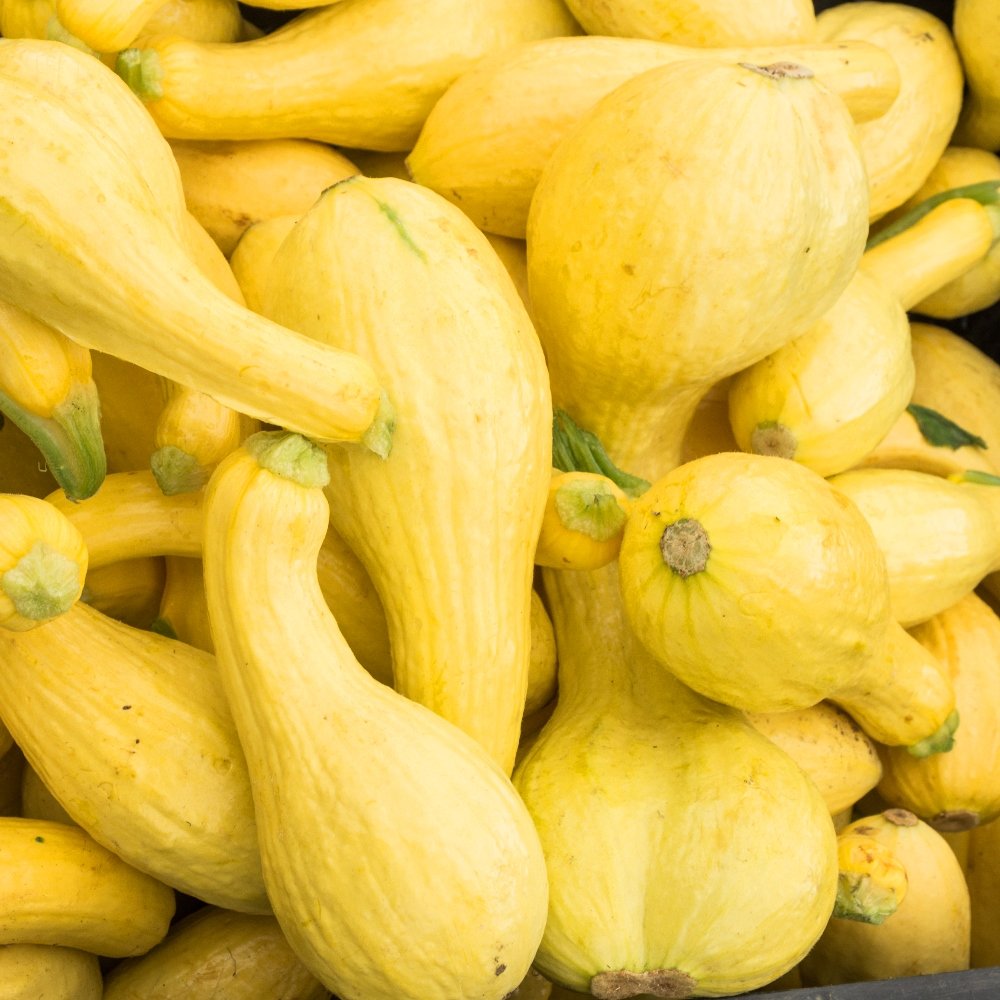 First pumpkin grown from seeds with prolific production and smooth straightneck fruits