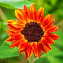 Sunflower Seeds (Helianthus annuus) for a lasting display in the Red Ornamental Variety in Home Garden
