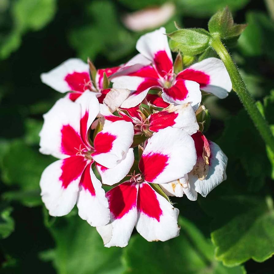 White and red geranium seeds for perennial garden planting