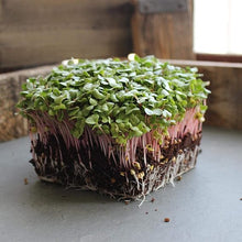 Radish Raphanus Sativus Ravanello Hail Seeds for a reliable harvest in the Kitchen Garden Use
