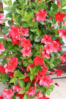 Mandevilla Mandevilla Sanderi climbing flower Seeds for trellises and fences in the vertical garden trellises and home fences