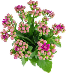 Kalanchoe Seeds for a colorful addition to any planting