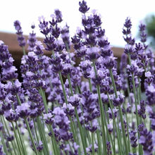 Lavender Angustifolia Seeds for a fragrant addition to the herb patch