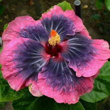 Mixed Color Hibiscus Seeds (Hibiscus spp.) for a bright addition to the Flower Garden