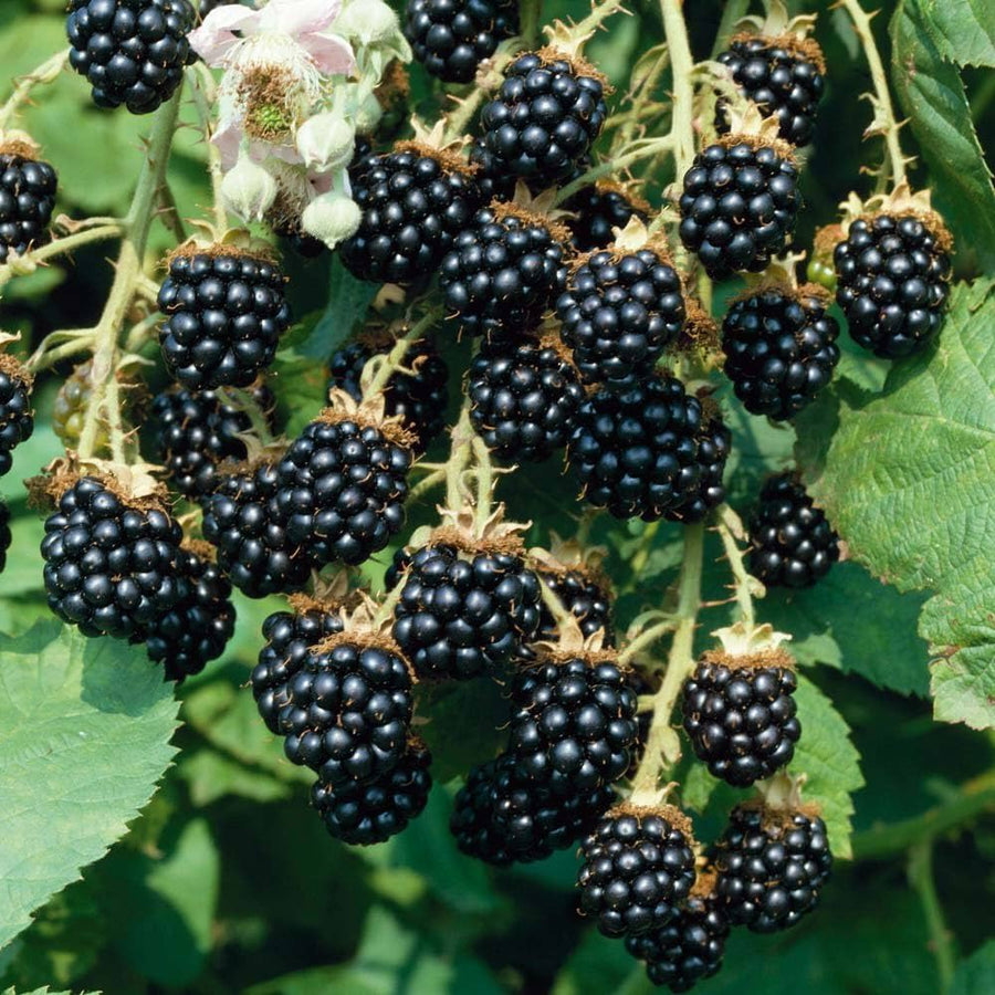 Blackberry Rubus Fruticosus fruit seeds for planting in backyard gardening and edible landscapes - for planting in home garden