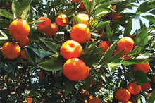 Citrus Citrus Reticulata Orange Tree Dwarf Bonsai Tangerine Seeds for growers planting the Indoor Small Gardens