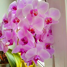 Moth Orchid Phalaenopsis Aphrodite flower Seeds for a lasting display in the indoor pots and home garden displays